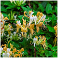 Lonicera periclymenum - Mana Maicii Domnului, Caprifoi - puternic parfumata