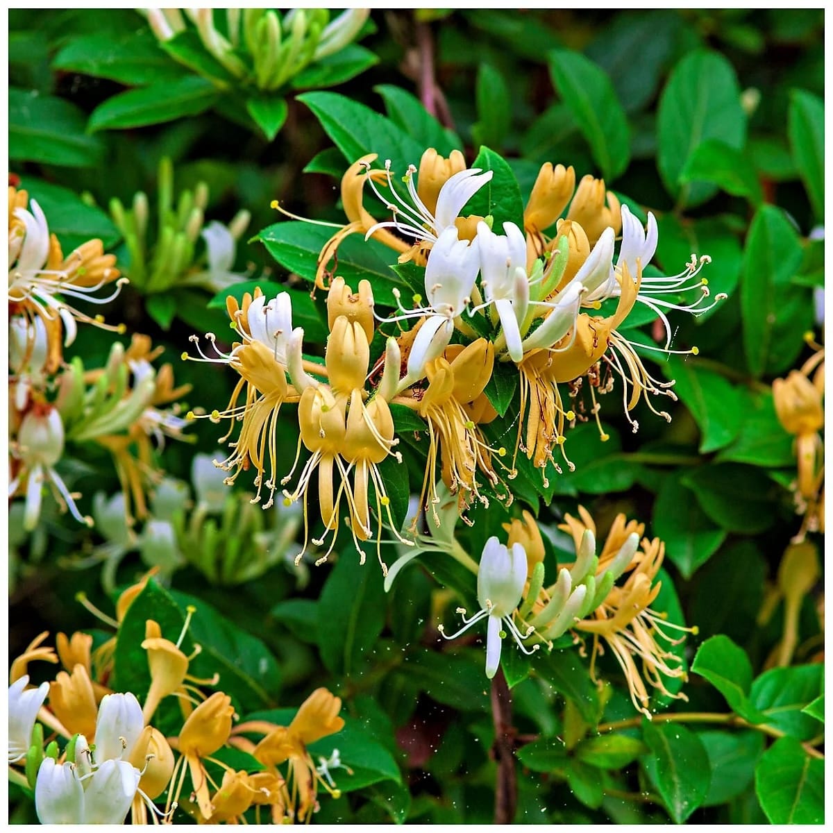 Lonicera periclymenum - Mana Maicii Domnului, Caprifoi - puternic parfumata