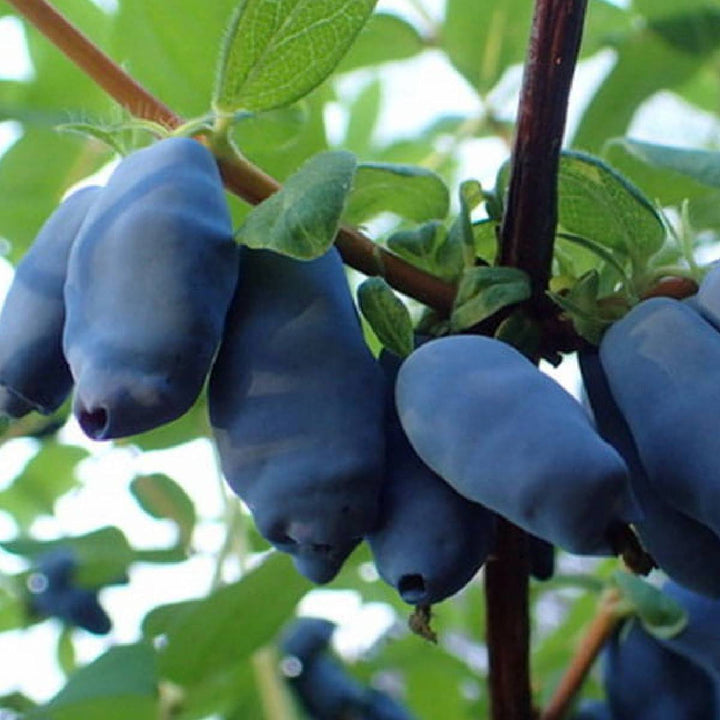 Lonicera caerulea 'Altaj'