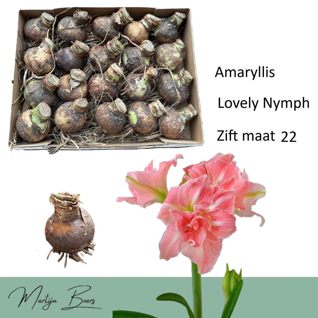 Hippeastrum « Lovely Nymph » – bulbes premium, grandes fleurs doubles rose-corail