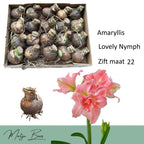 Hippeastrum ‘Lovely Nymph’ – bulbi premium, flori mari duble roz-coral