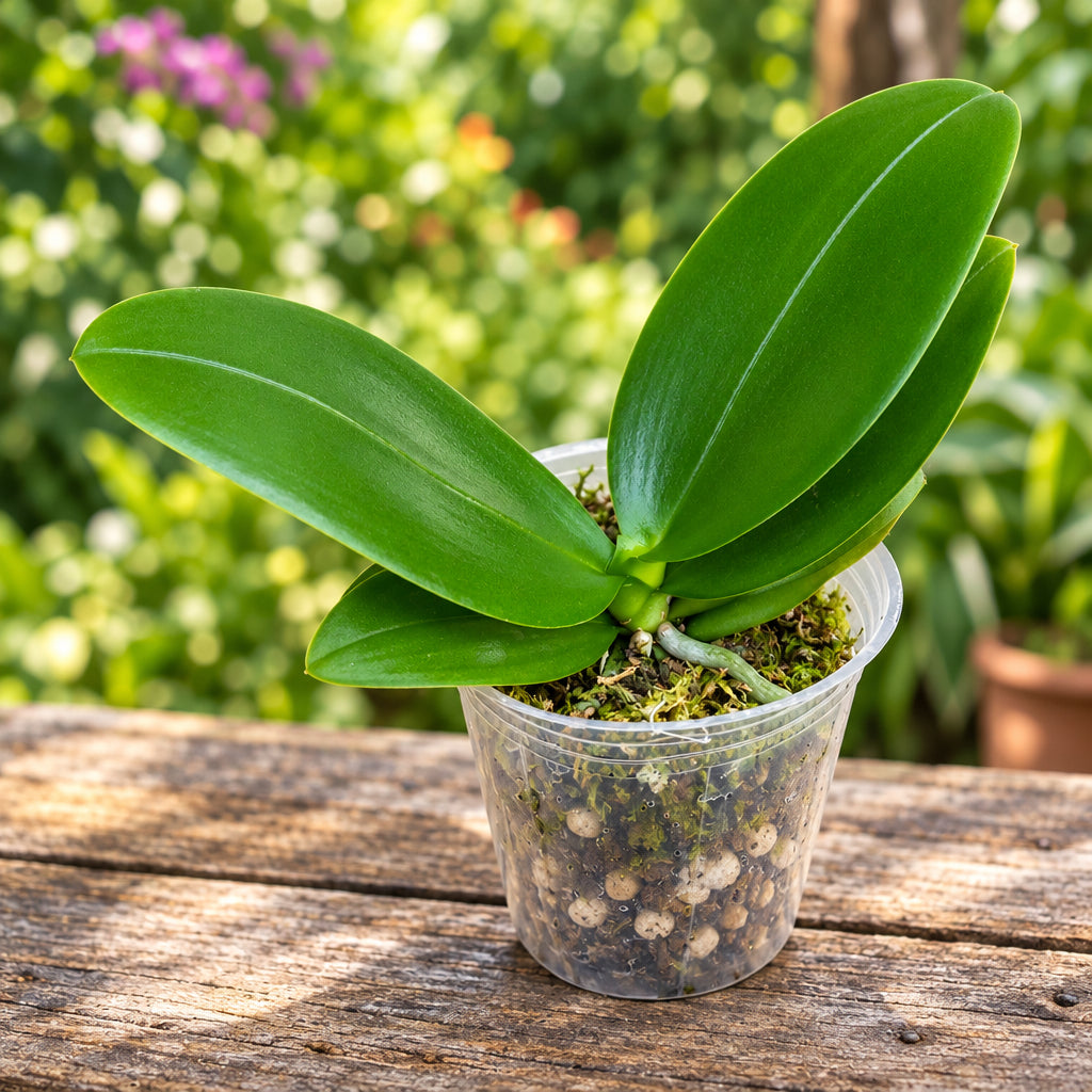 Phalaenopsis Younghome Lucky Star '0020' (peloric)