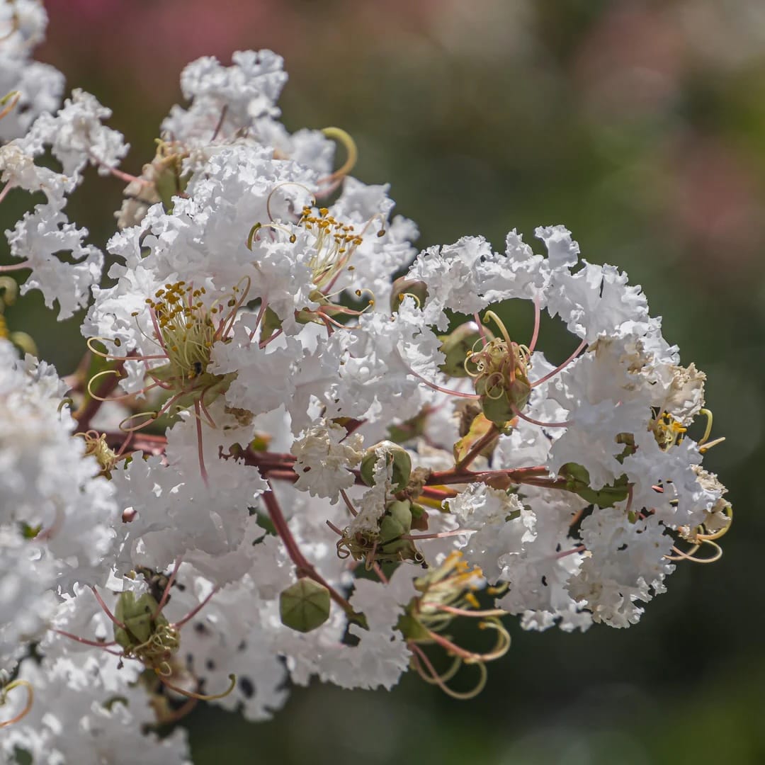 Liliac indian cu foliaj rosu si flori albe - Lagerstroemia indica 'Lunar Magic' (Crapemyrtle)