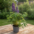 Lupinus 'Camelot Blue'