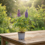 Lupinus 'Camelot Blue'