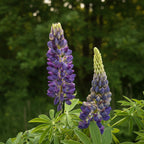 Flori de Lupinus 'Camelot Blue'
