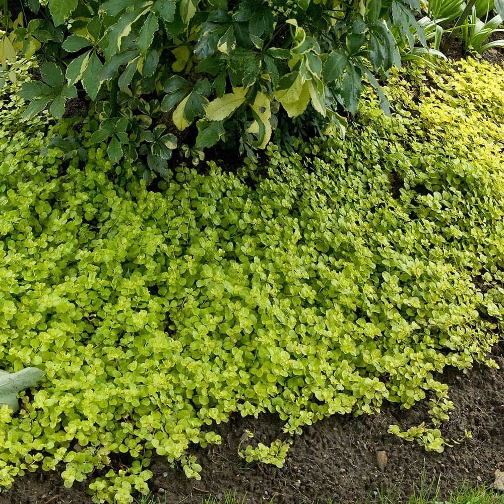 Lysimachia nummularia 'Aurea' (Golden Creeping Jenny) - feriga taratoare de gradina