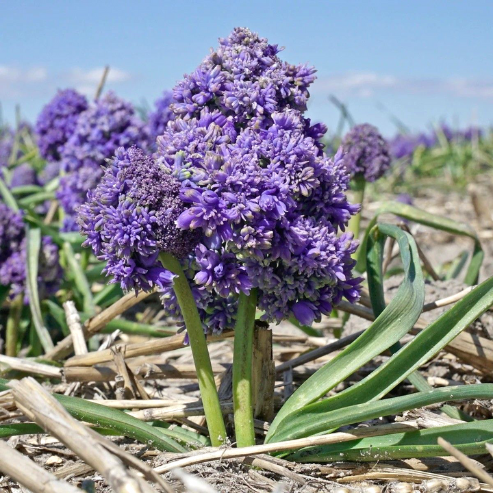 Muscari armeniacum 'Fantasy Creation'