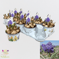 Muscari armeniacum 'Fantasy Creation'