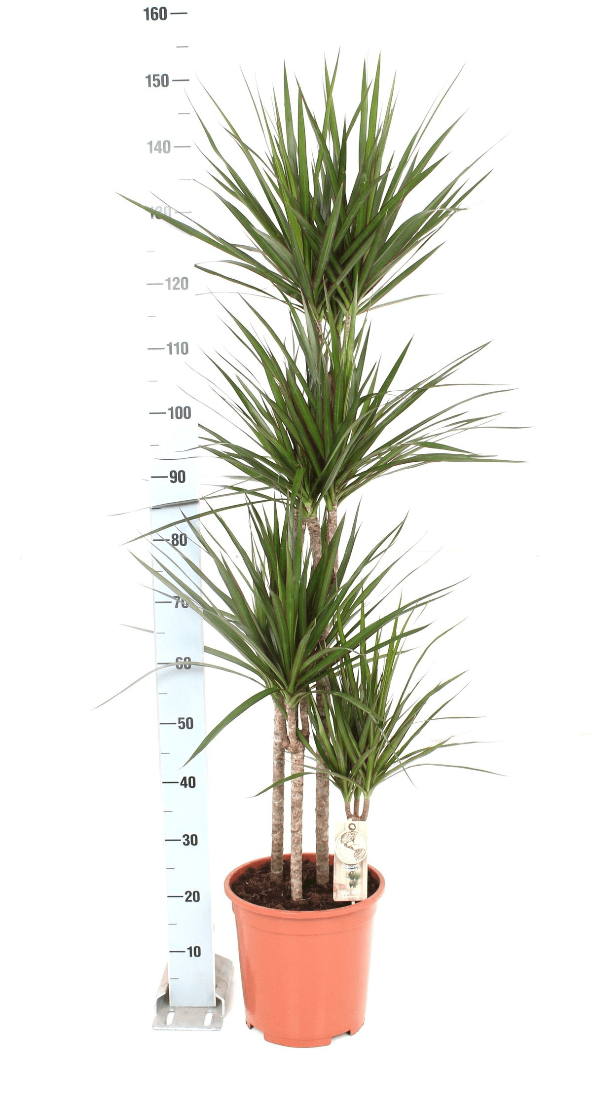 Dracaena Marginata 4 tulpini