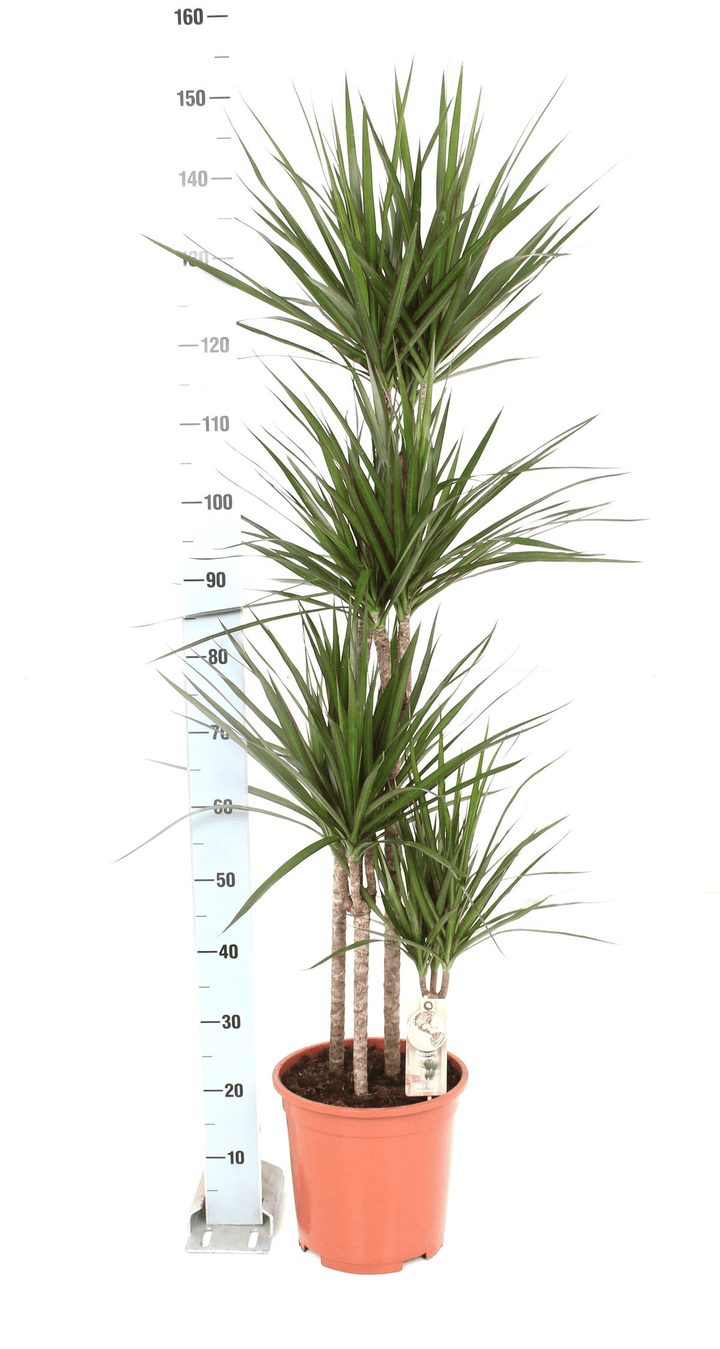 Dracaena Marginata 4 tulpini