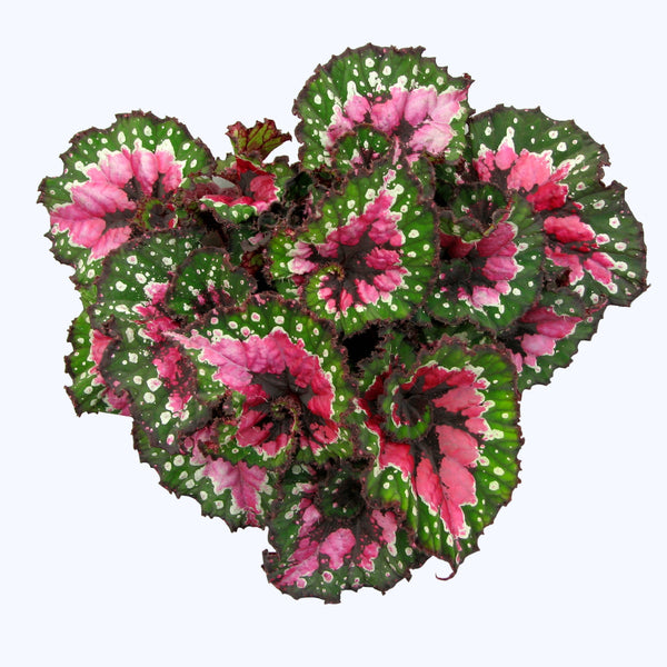 Begonia blad Magic Colours 'Macarena'