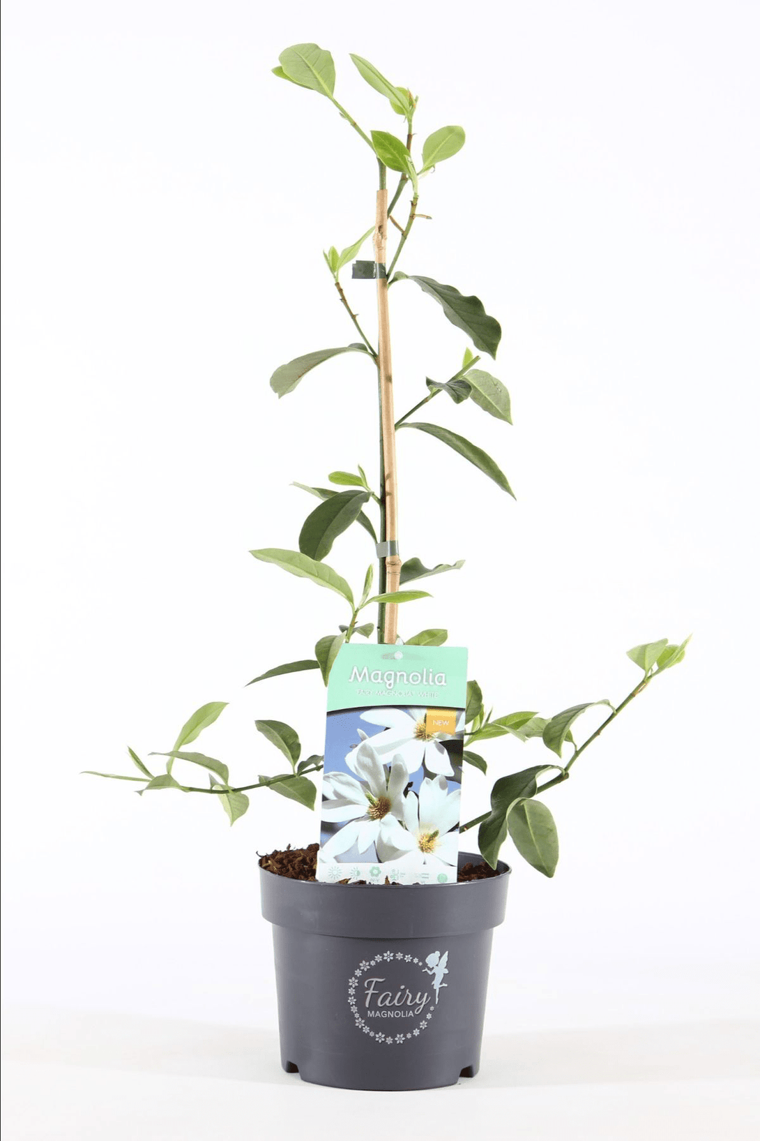 Magnolia Michelia 'Vanilla Pearls'
