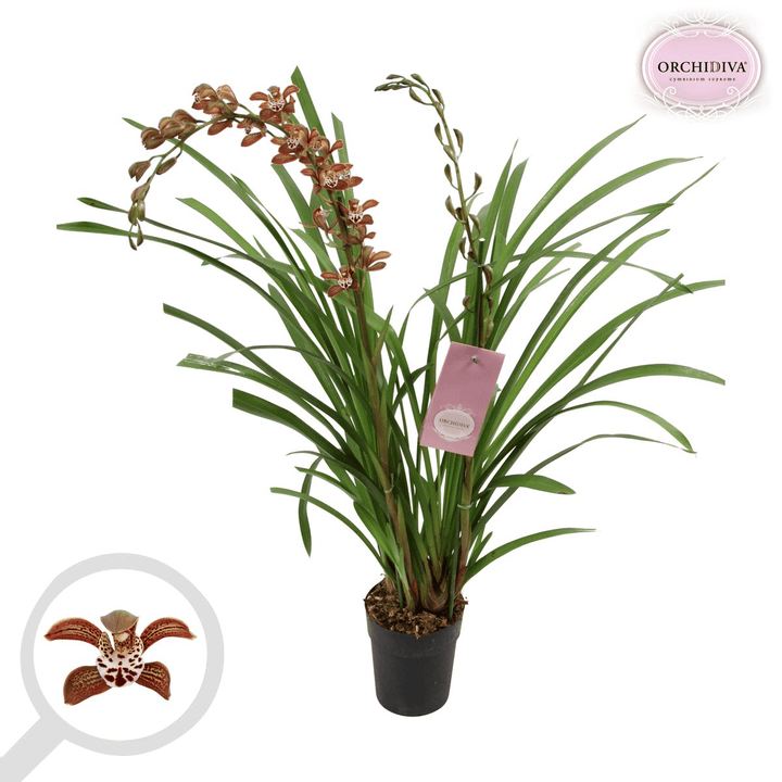 Cymbidium Magic Chocolate