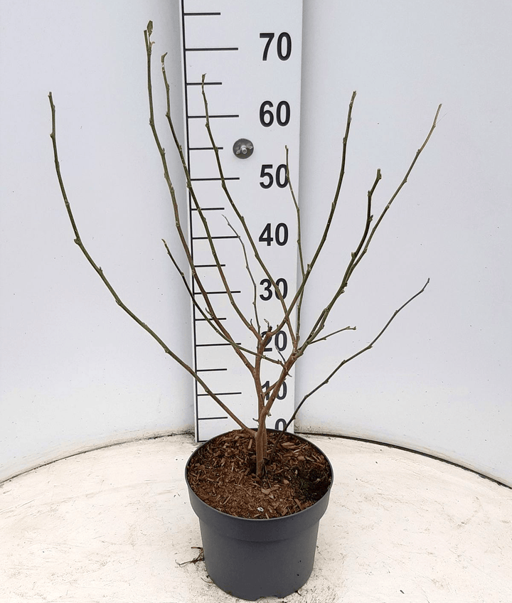 Magnolia Stellata