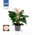 Anthurium ‘Joli Peach' cu masca deco si sistem cu autoirigare