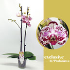 Phalaenopsis Bohemian Mondriaan