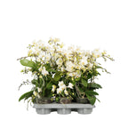 Phalaenopsis Soft Cloud – exemplare bogate, cu keiki format