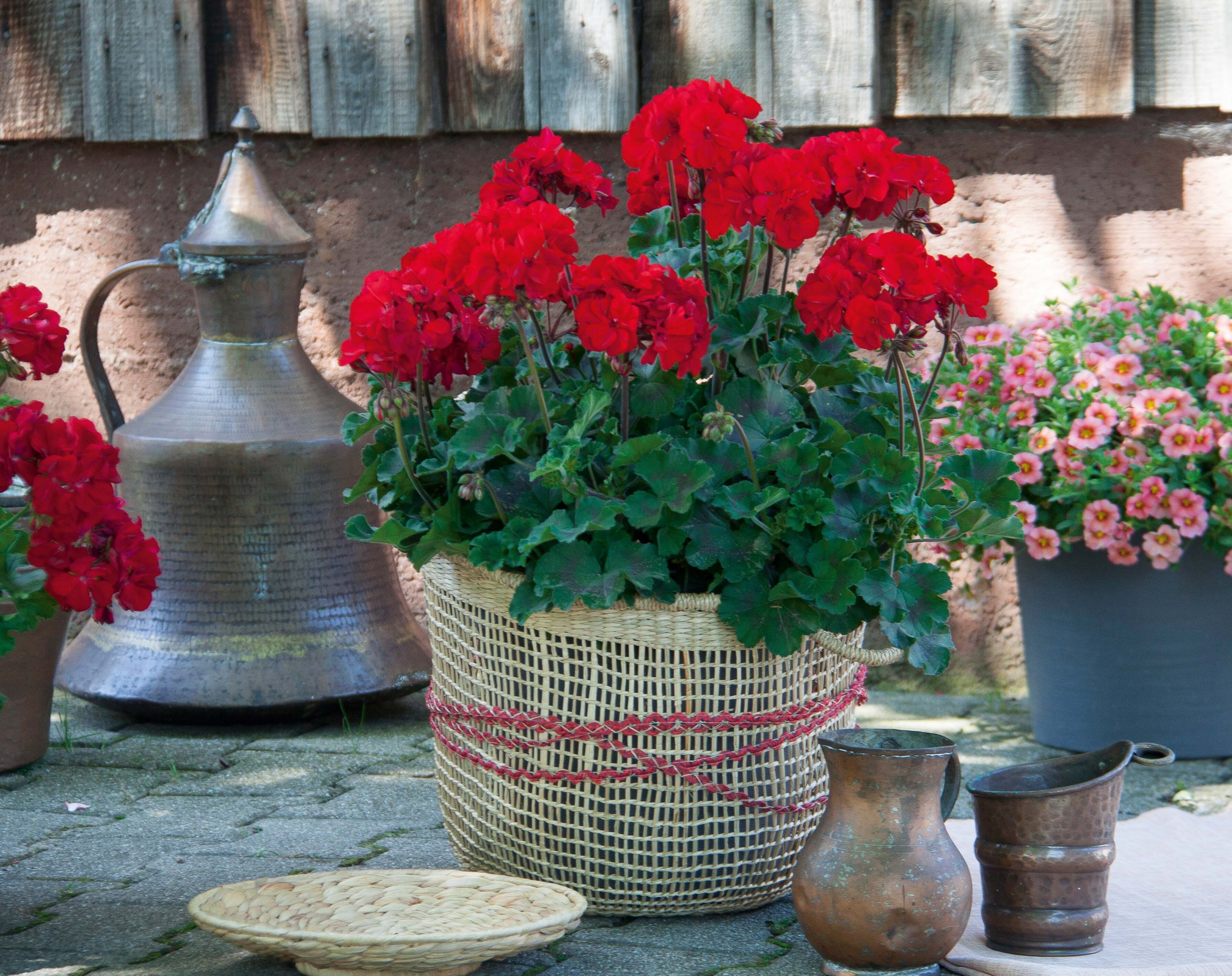 Pelargonium (Zonale Grp) ‘Tumbao’ - muscate
