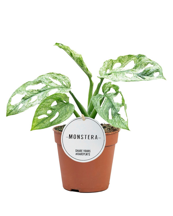 Monstera adansonii 'Mint' (Mottled variegation)