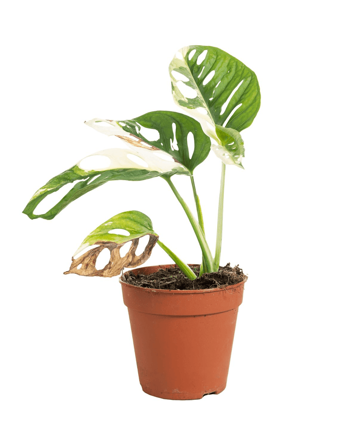 Monstera adansonii 'Variegata'