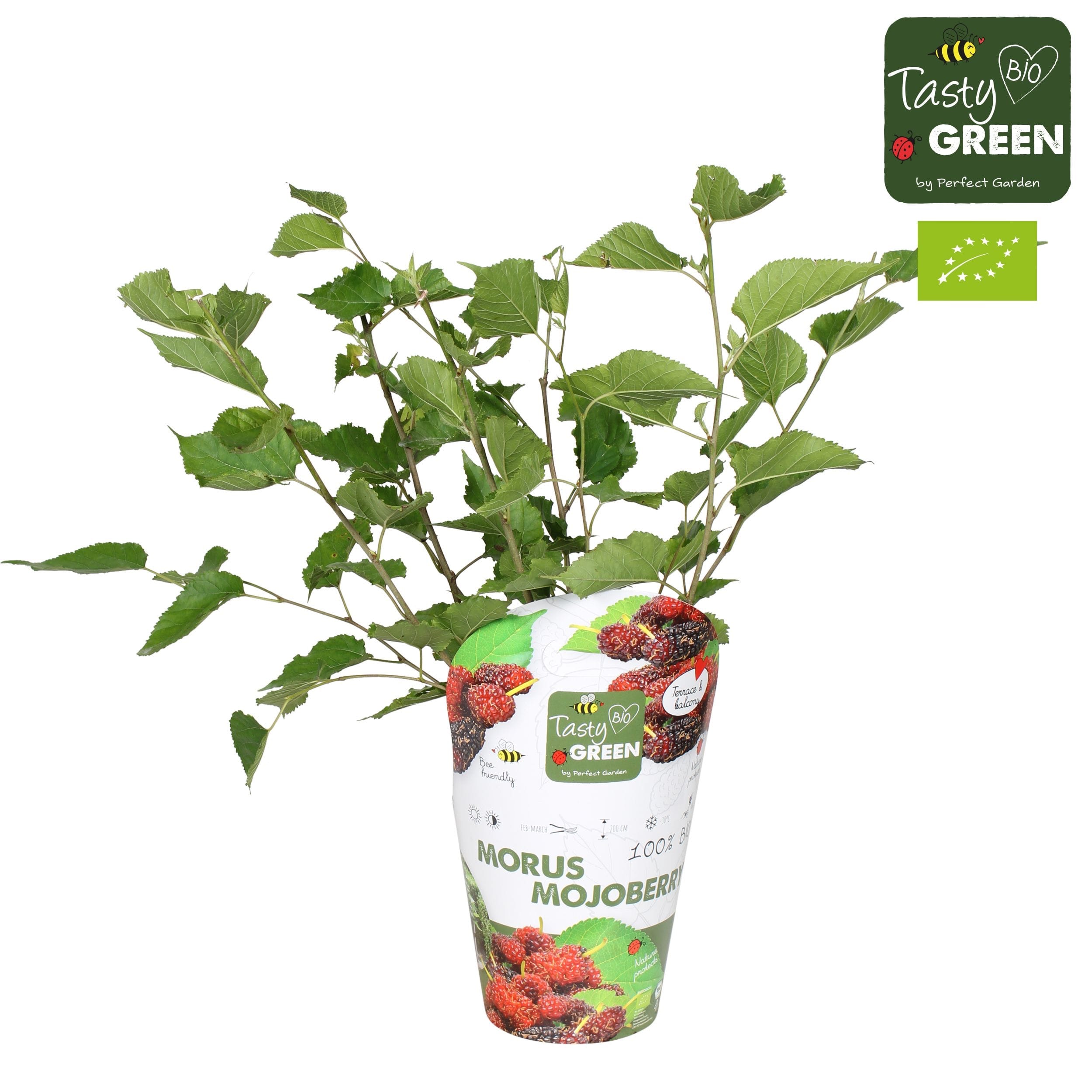 Morus rotundiloba 'Mojo Berry'