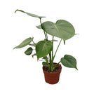 Monstera deliciosa (Svájci sajt növény) 3 növény/cserép