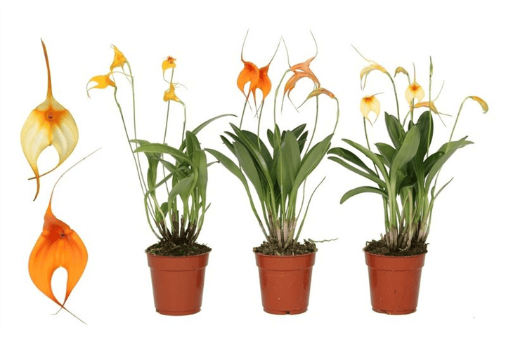 Masdevallia orange mix