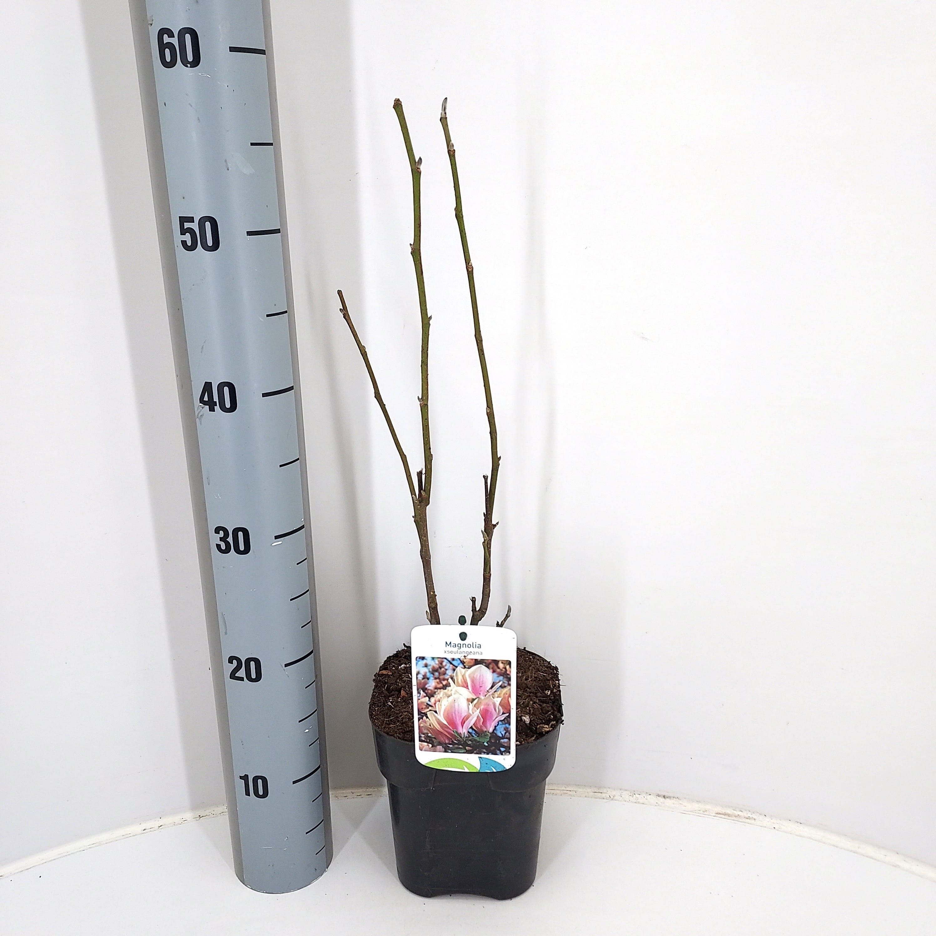 Magnolia soulangeana