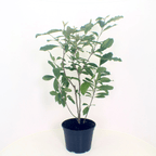 Magnólia Susan H100 cm - illatos virágok