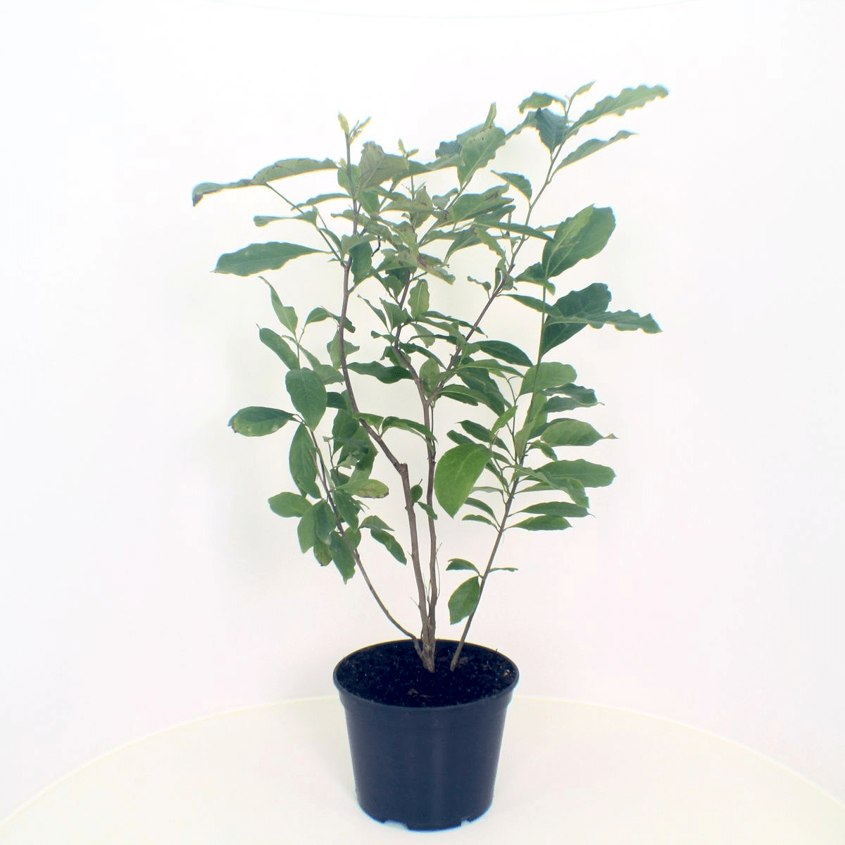 Magnolia Susan H100 cm - fragrant flowers