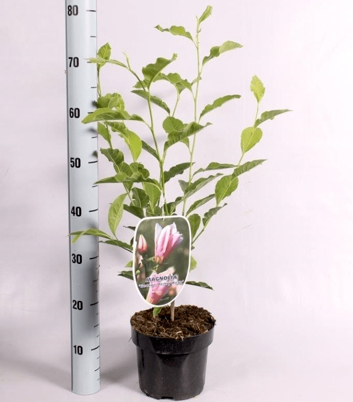 Magnolia 'George Henry Kern' H70 cm - flori parfumate