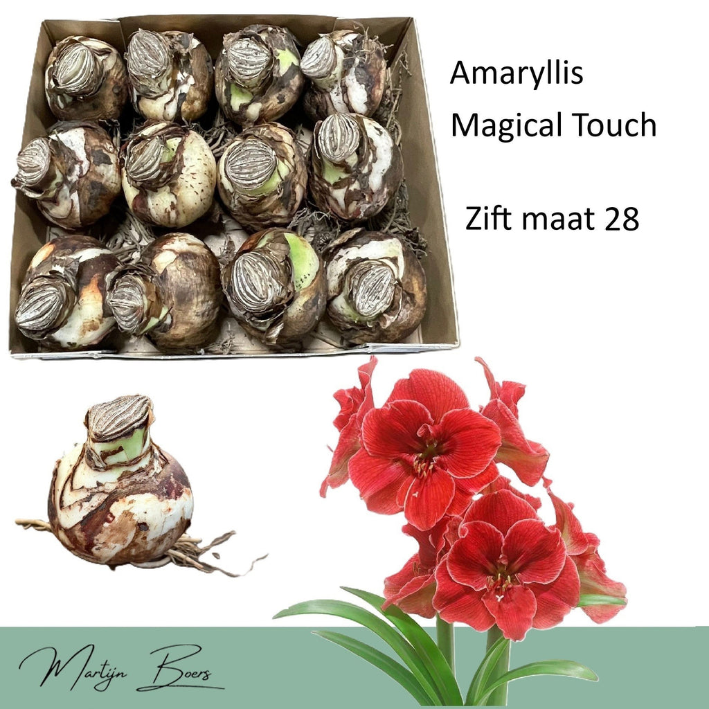 Amaryllis ‘Magical Touch’ – cultivar spectaculos, cu flori rosii catifelate