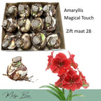 Amaryllis ‘Magical Touch’ – cultivar spectaculos, cu flori rosii catifelate