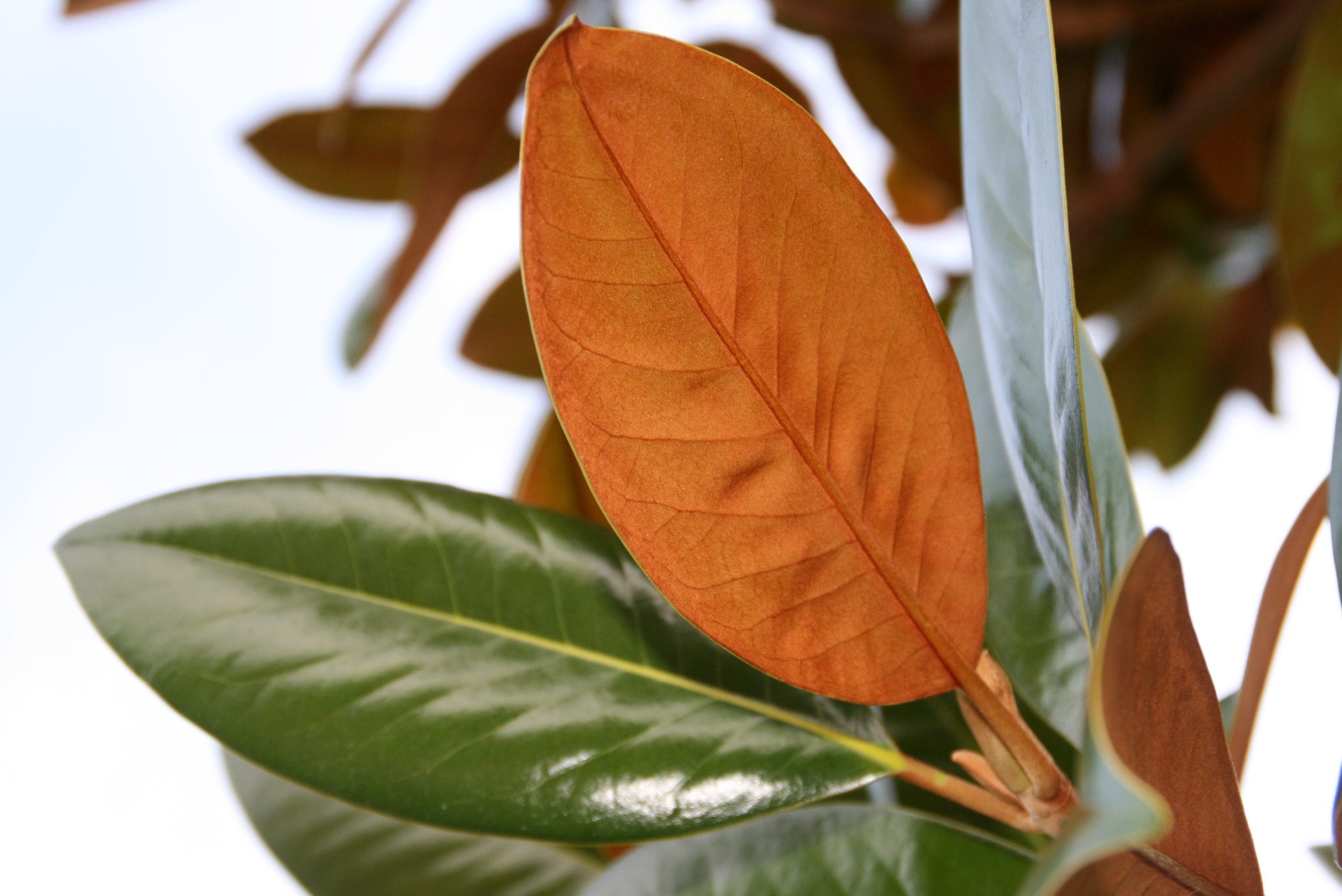 Magnolia grandiflora 'Ferruginea' - immergrünes Laub, riesige, duftende Blüten (junge Exemplare)