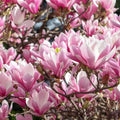 Magnolia 'George Henry Kern'