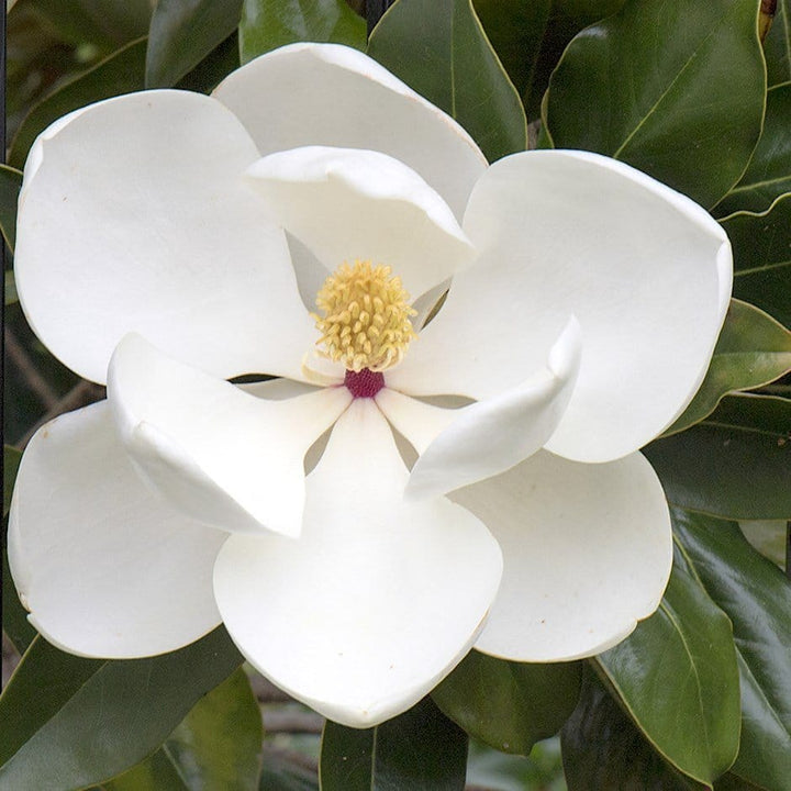 Magnolia grandiflora 'Little Gem'