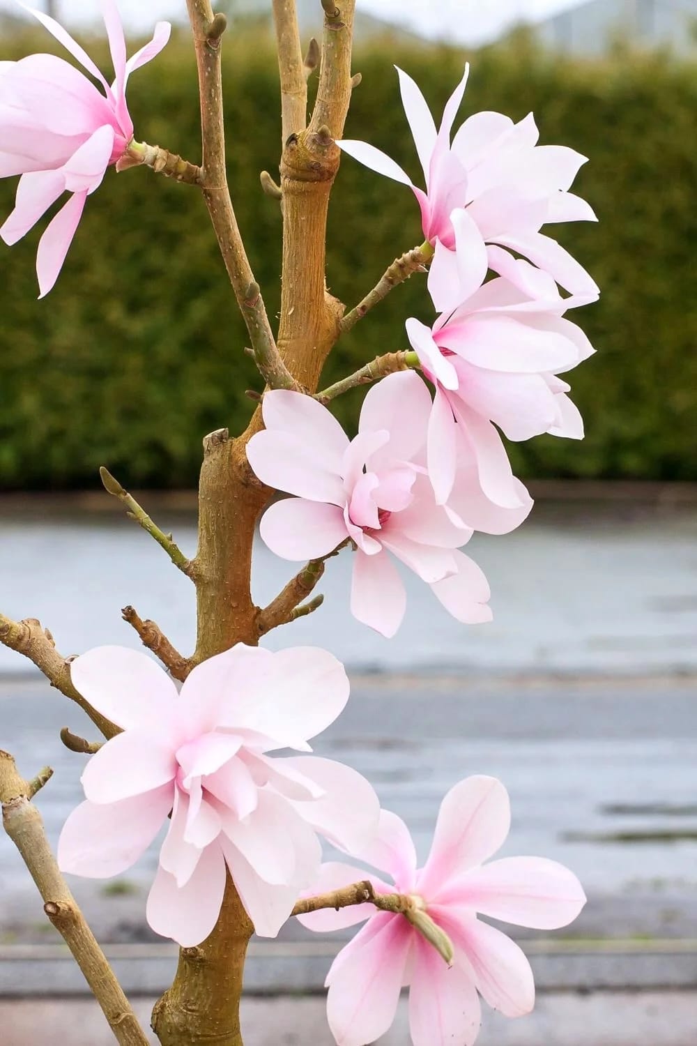 Magnolia 'Pink Beauty'