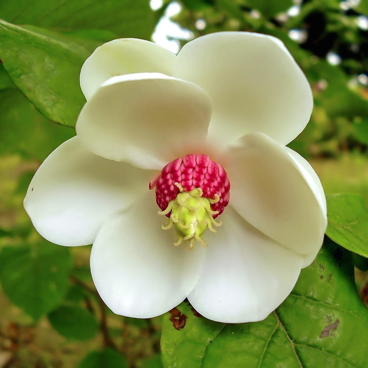 Magnolia Sieboldii