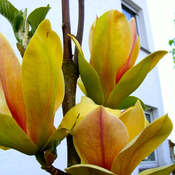 Magnolia 'Sunsation'