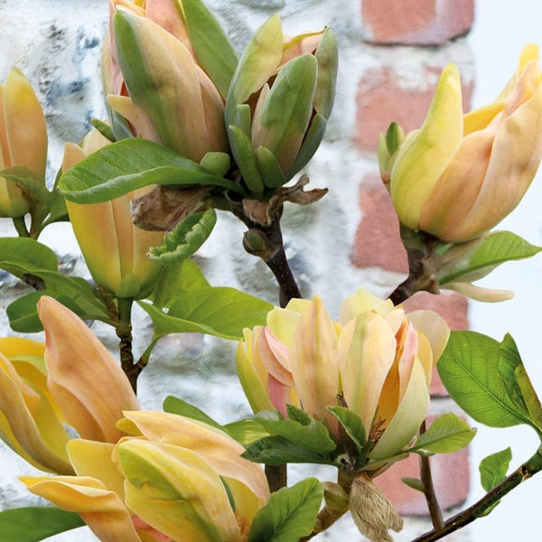 Magnolia 'Sunspire'