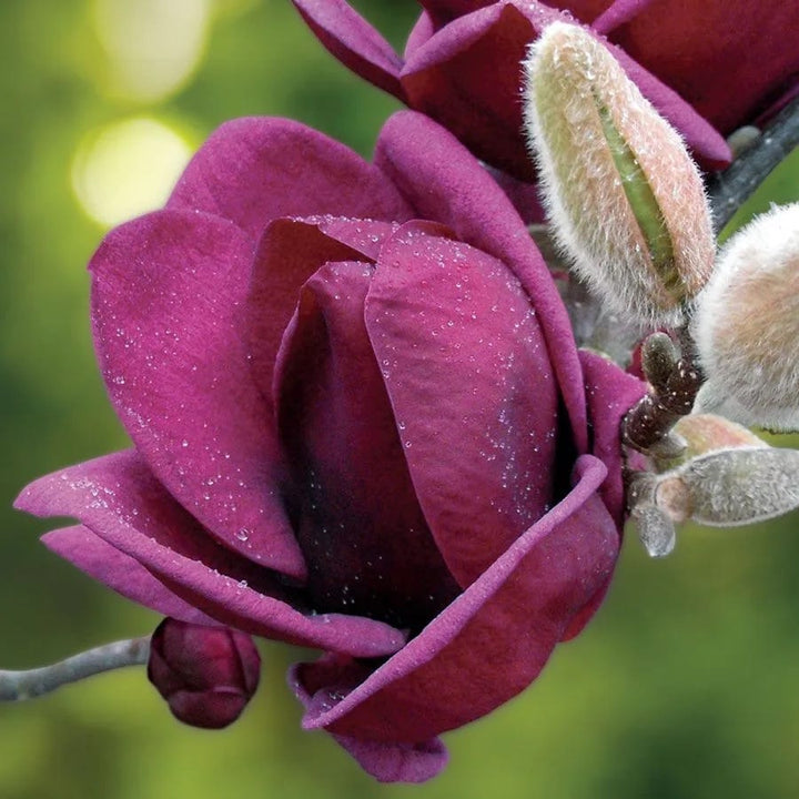 Magnolia 'Genie'