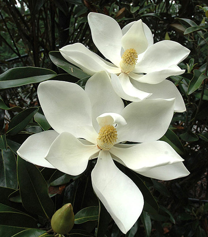 Magnolia grandiflora 'Little Gem'