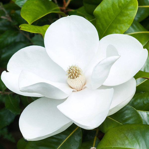 Magnolia grandiflora 'Ferruginea' - evergreen foliage, huge, fragrant flowers (young specimens)