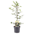 Magnolia laevifolia 'Honey Velvet' - flori parfumate D19