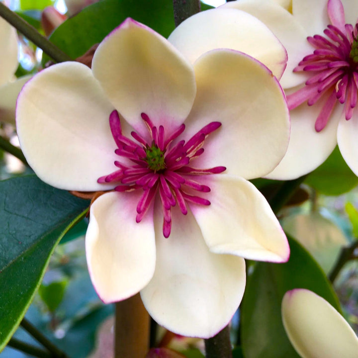 Magnolia Michelia 'White Caviar' - flori parfumate