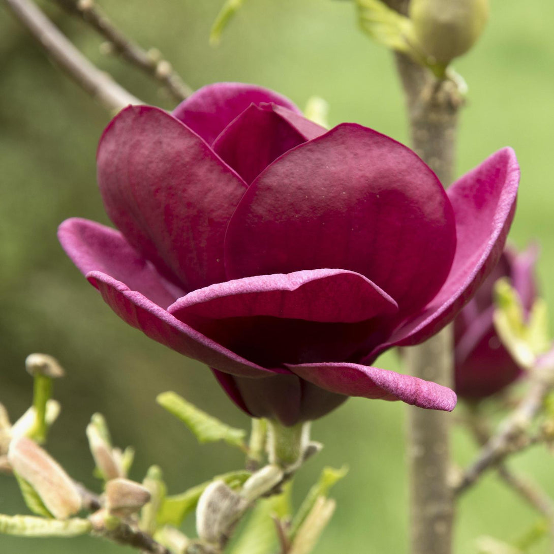 Magnolia 'Genie'