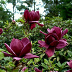 Magnolia 'Genie'