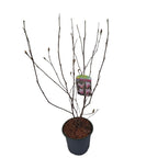 Magnolia 'George Henry Kern'