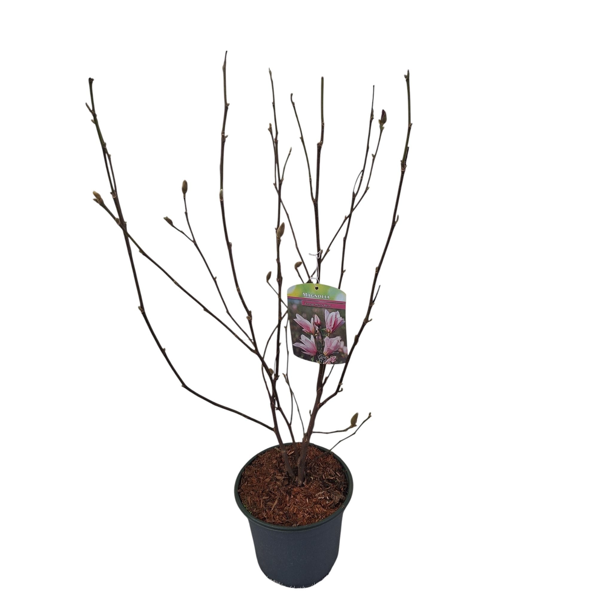Magnolia 'George Henry Kern'